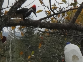 Red-crested bird